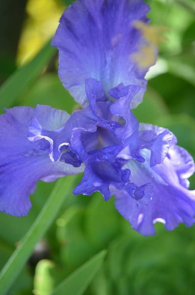 0503Iris2.jpg