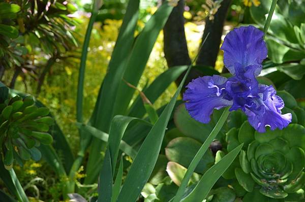 0503Iris1.jpg