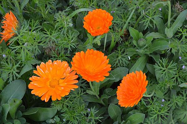 0331Calendul1.jpg