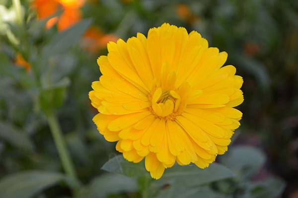 0424Calendula1.jpg