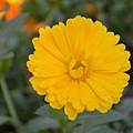 0424Calendula1.jpg