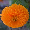 0424Calendula3.jpg