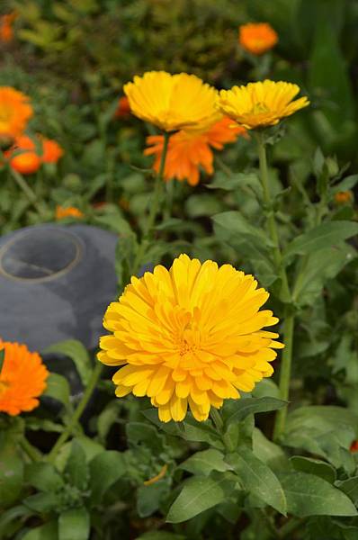 0425Calendula1.jpg