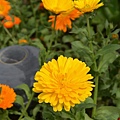 0425Calendula1.jpg