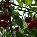 0512Cherry3.jpg