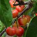 0512Cherry6.jpg