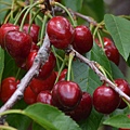 0512Cherry13.jpg