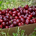 0512Cherry14.jpg