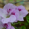 0502Geranium1.jpg