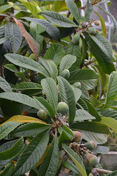 0505Loquat1.jpg