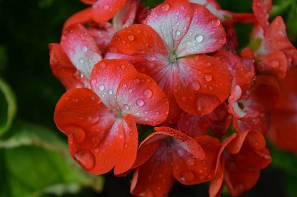 0507Geranium1.jpg