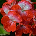 0507Geranium1.jpg