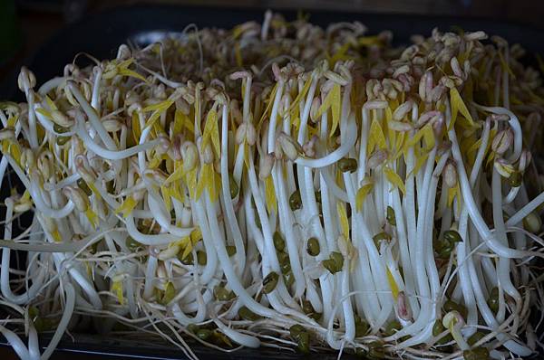 0511Beansprout1.jpg