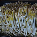 0511Beansprout1.jpg