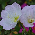 0513Primrose1.jpg