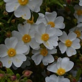 0404RockRose1.jpg