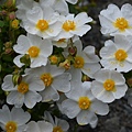 0404RockRose2.jpg