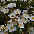 0404RockRose4.jpg