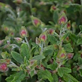 0315Rockrose1.jpg