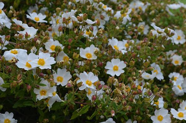 0405RockRose2.jpg