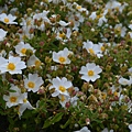 0405RockRose2.jpg