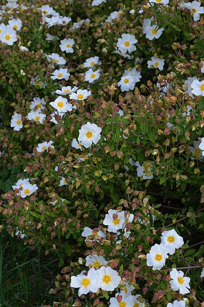 0409RockRose1.jpg