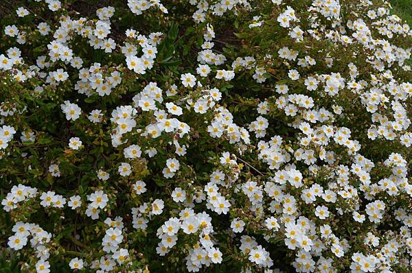 0405RockRose1.jpg