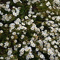 0405RockRose1.jpg