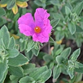 0420Rockrose1.jpg