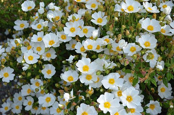 0416Rockrose1.jpg