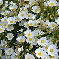 0416Rockrose1.jpg