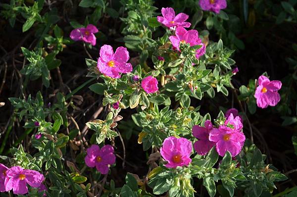 0508RockRose1.jpg