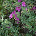 0516RockRose3.jpg