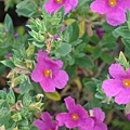 0516RockRose2.jpg