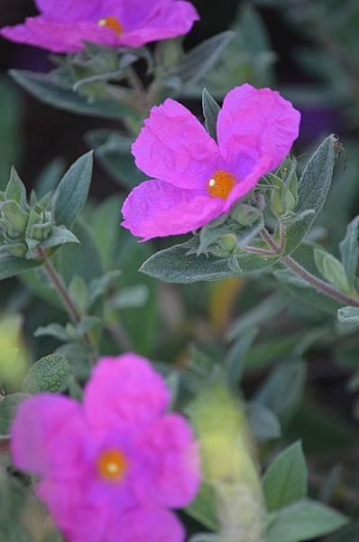 0503RockRose1.jpg