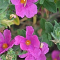 0516RockRose1.jpg