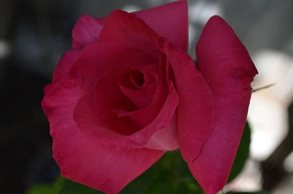 0526Rose1.jpg