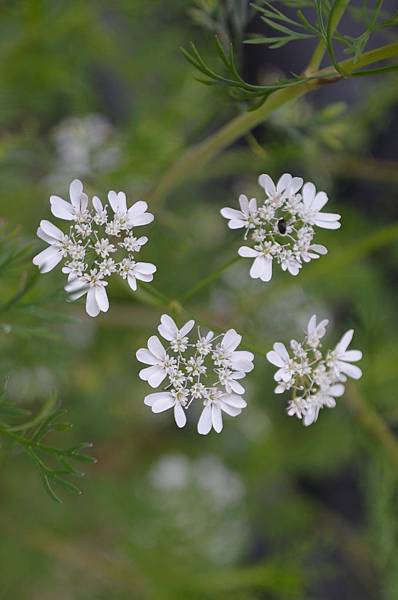 0527Cilantro1.jpg