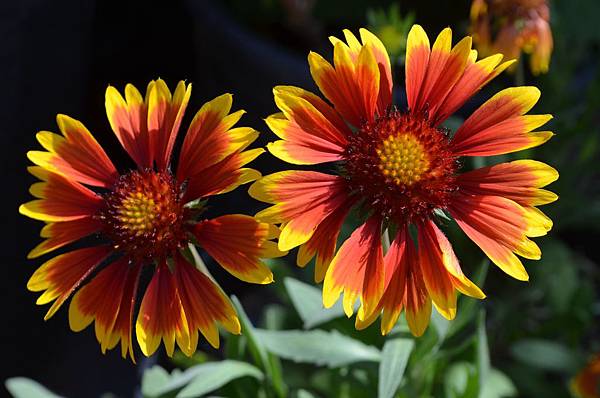 0602Gaillardia1.jpg