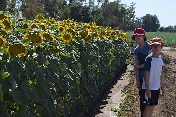 0701Sunflower4.jpg