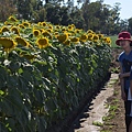 0701Sunflower4.jpg