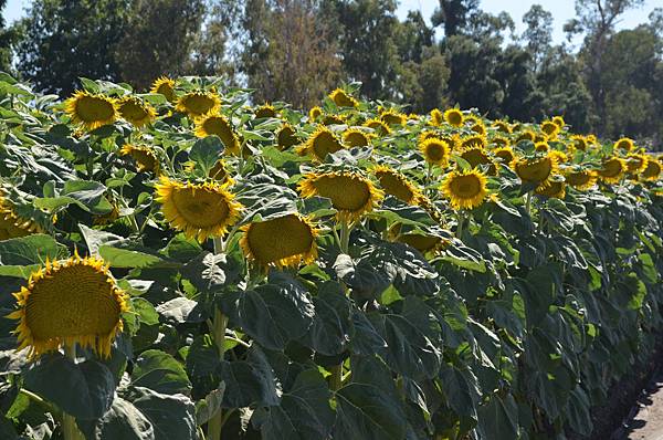 0701Sunflower3.jpg