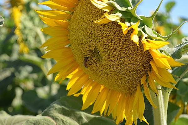 0701Sunflower5.jpg