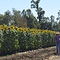 0701Sunflower7.jpg