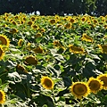 0701Sunflower6.jpg