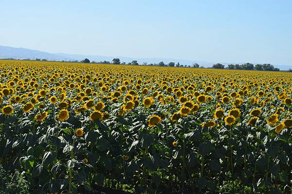 0701Sunflower10.jpg