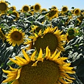 0701Sunflower15.jpg