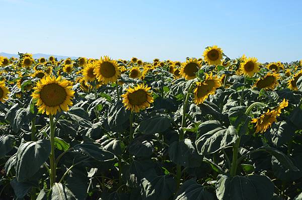 0701Sunflower16.jpg