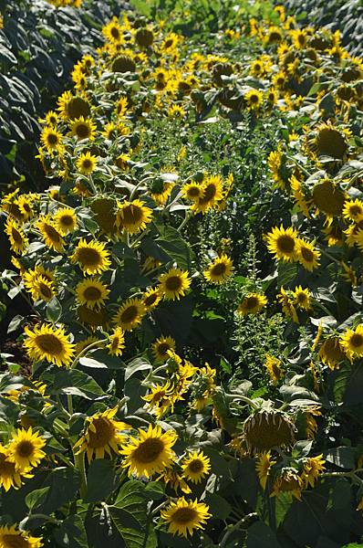 0701Sunflower12.jpg