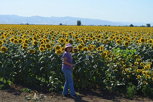 0701Sunflower17.jpg